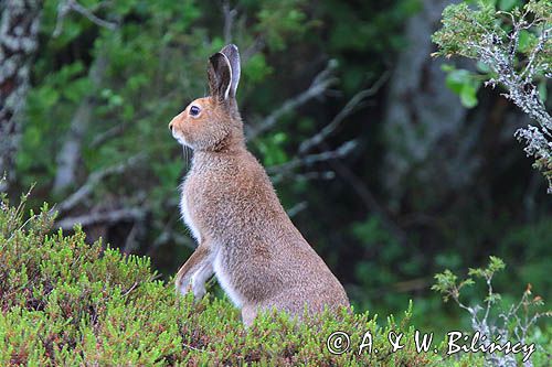 zając bielak, Lepus timidus