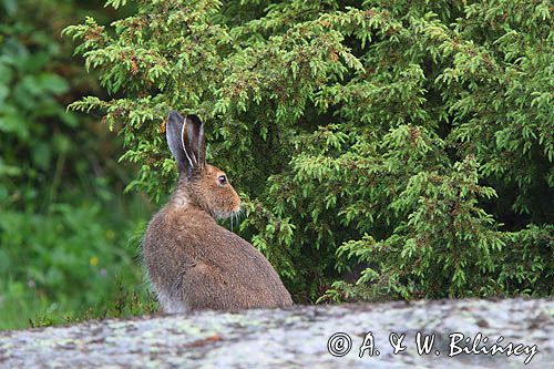 zając bielak, Lepus timidus