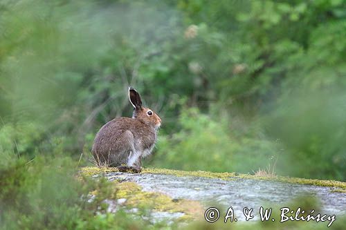 zając bielak, Lepus timidus