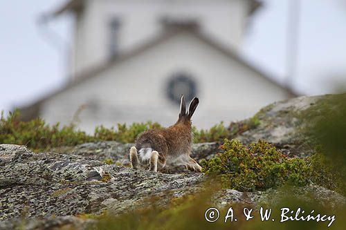 zając bielak, Lepus timidus