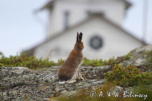 zając bielak, Lepus timidus