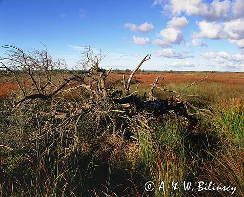 Bielawskie Błota, rezerwat przyrody