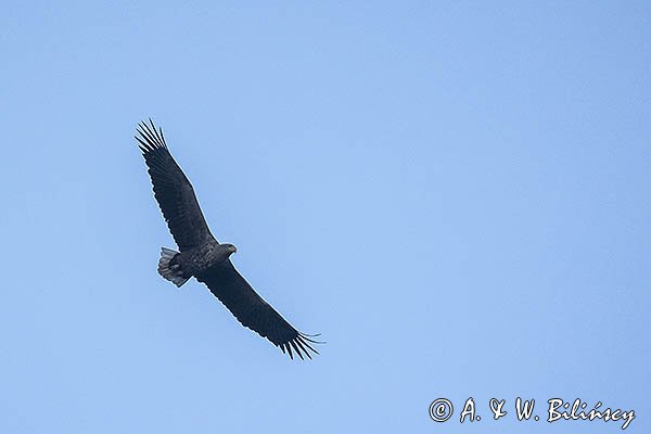 Bielik, Haliaetus albicilla