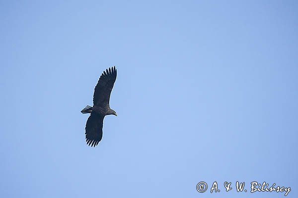 Bielik, Haliaetus albicilla