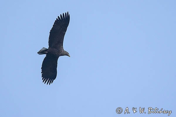 Bielik, Haliaetus albicilla