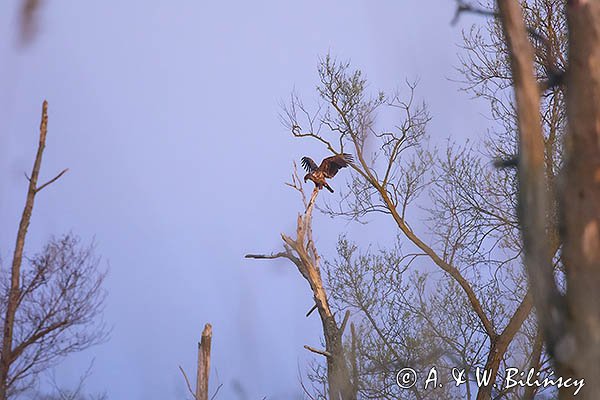 Bielik, Haliaetus albicilla