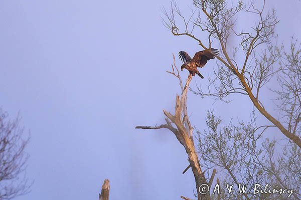 Bielik, Haliaetus albicilla