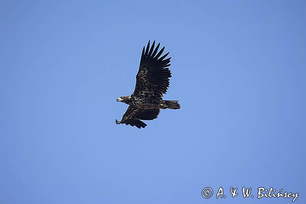 Bielik, Haliaetus albicilla