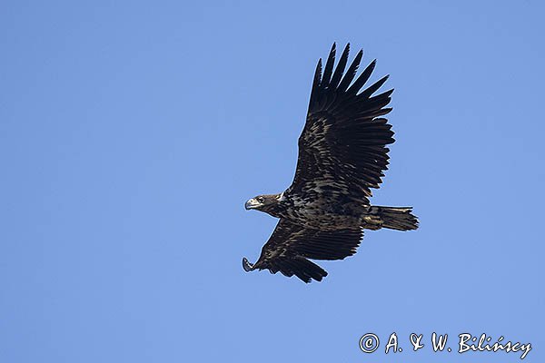 Bielik, Haliaetus albicilla