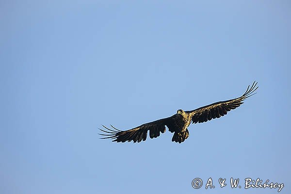 Bielik, Haliaetus albicilla