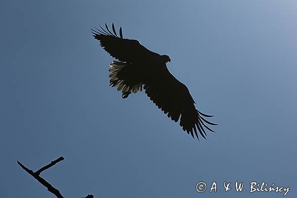 Bielik, Haliaetus albicilla