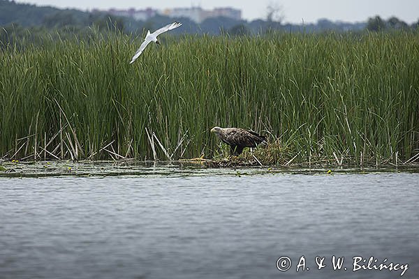 Bieliki, Haliaetus albicilla i śmeszka, Larus ridibundus