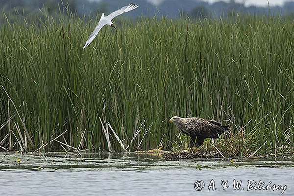 Bielik, Haliaetus albicilla i śmeszka, Larus ridibundus