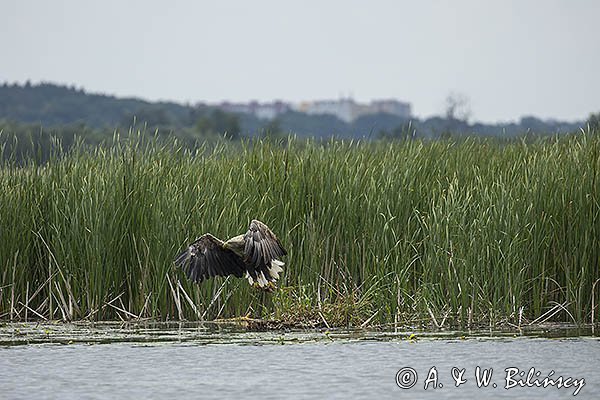 Bielik, Haliaetus albicilla