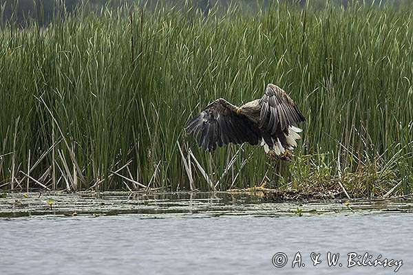 Bielik, Haliaetus albicilla