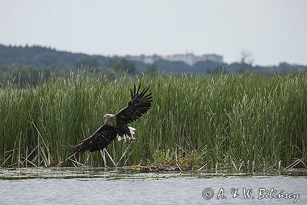 Bielik, Haliaetus albicilla