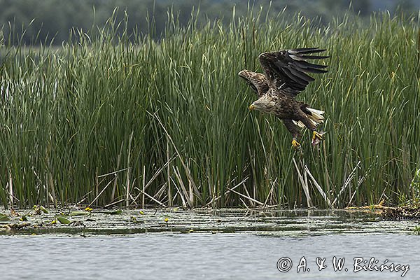 Bielik, Haliaetus albicilla