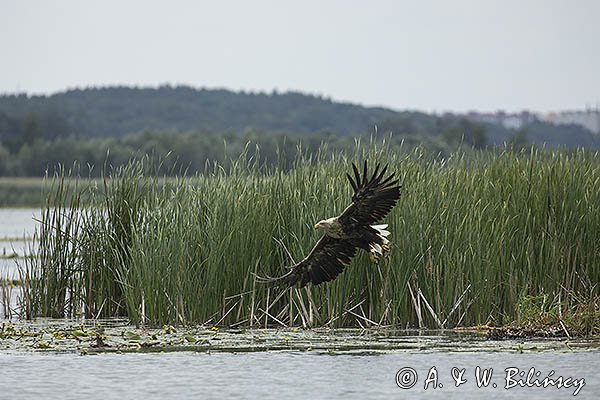 Bielik, Haliaetus albicilla