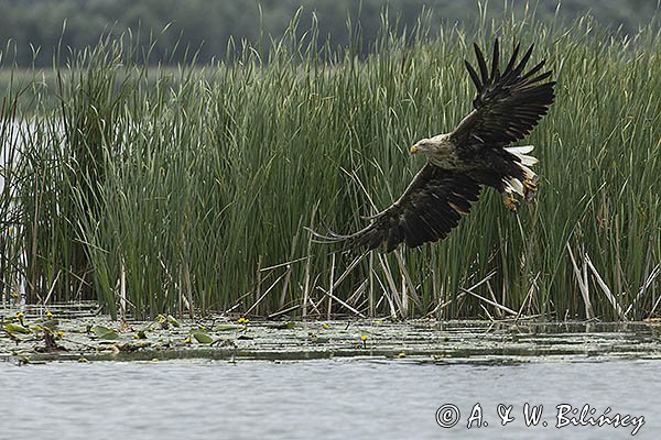 Bielik, Haliaetus albicilla