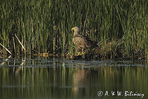 Bielik, Haliaetus albicilla