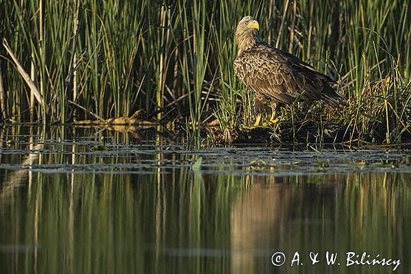 Bielik, Haliaetus albicilla