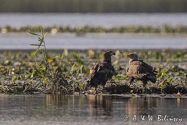 Bieliki, Haliaetus albicilla