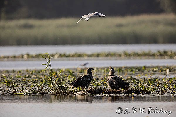 Bieliki, Haliaetus albicilla i śmeszka, Larus ridibundus