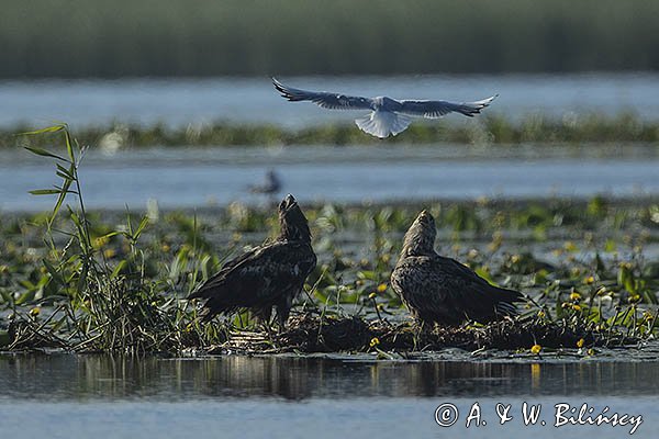 Bieliki, Haliaetus albicilla i śmeszka, Larus ridibundus