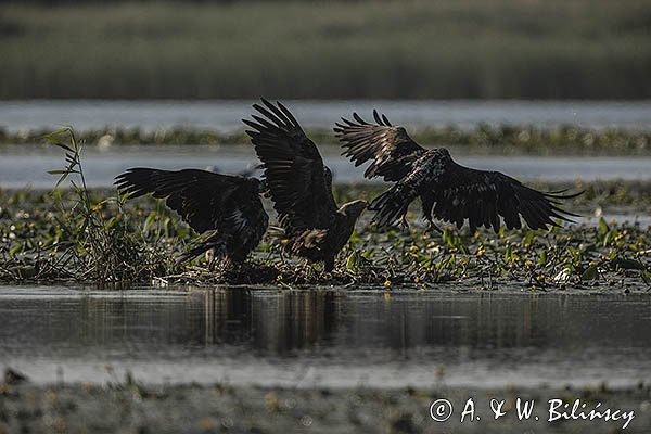 Bieliki, Haliaetus albicilla