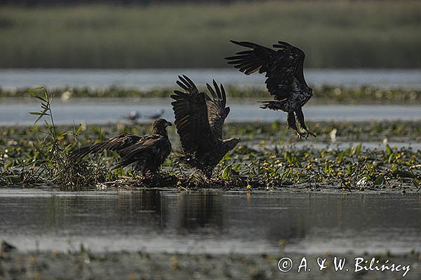 Bieliki, Haliaetus albicilla