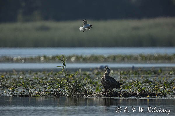 Bielik, Haliaetus albicilla i śmeszka, Larus ridibundus