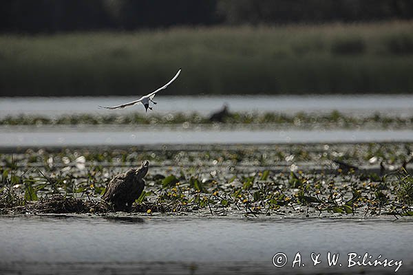 Bieliki, Haliaetus albicilla i śmeszka, Larus ridibundus