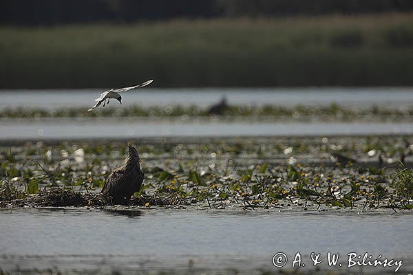 Bieliki, Haliaetus albicilla i śmeszka, Larus ridibundus