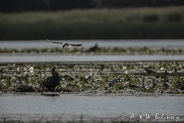 Bieliki, Haliaetus albicilla i śmeszka, Larus ridibundus