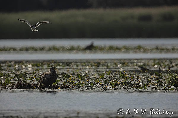 Bieliki, Haliaetus albicilla i śmeszka, Larus ridibundus