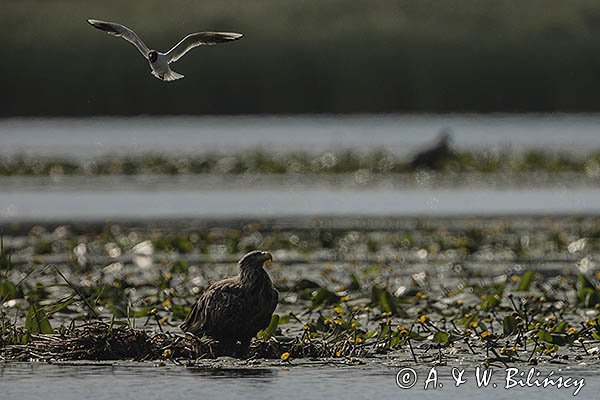 Bieliki, Haliaetus albicilla i śmeszka, Larus ridibundus