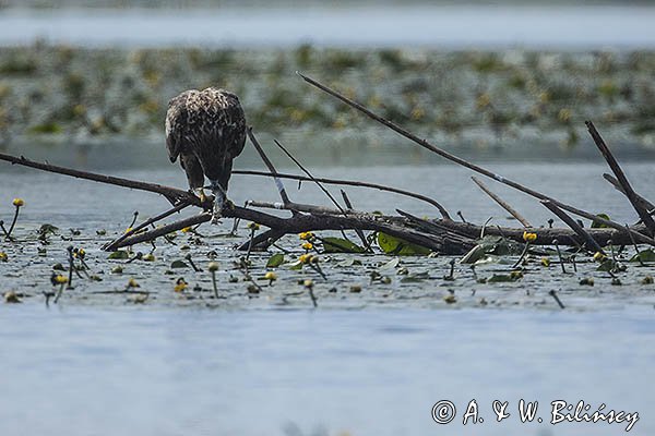 Bielik, Haliaetus albicilla