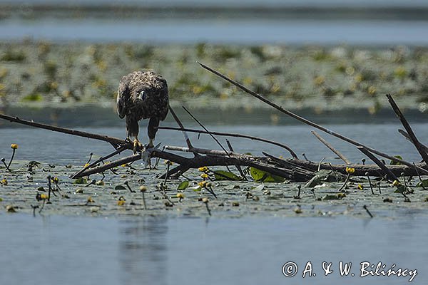 Bielik, Haliaetus albicilla