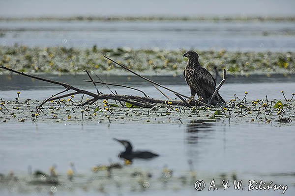 Bielik, Haliaetus albicilla i kormoran