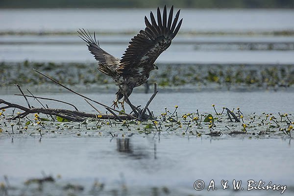 Bielik, Haliaetus albicilla, młodociany