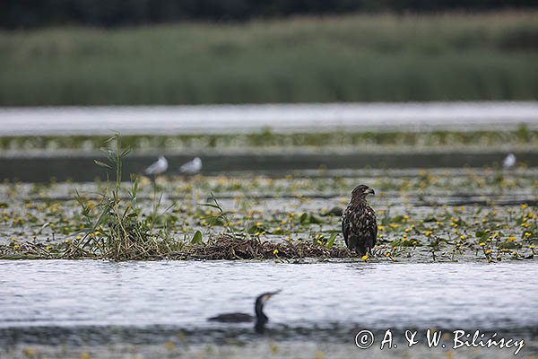 Bielik, Haliaetus albicilla