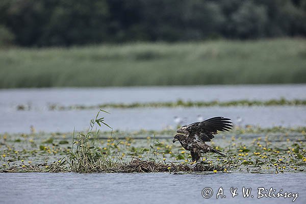 Bielik, Haliaetus albicilla