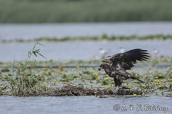 Bielik, Haliaetus albicilla