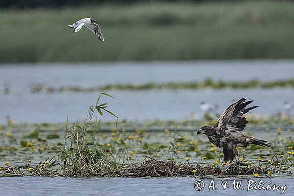 Bieliki, Haliaetus albicilla i śmeszka, Larus ridibundus