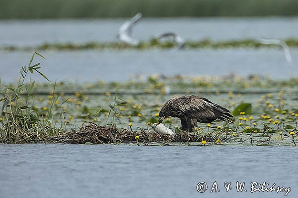 Bielik, Haliaetus albicilla