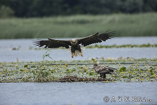 Bieliki, Haliaetus albicilla