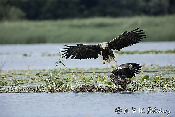 Bieliki, Haliaetus albicilla