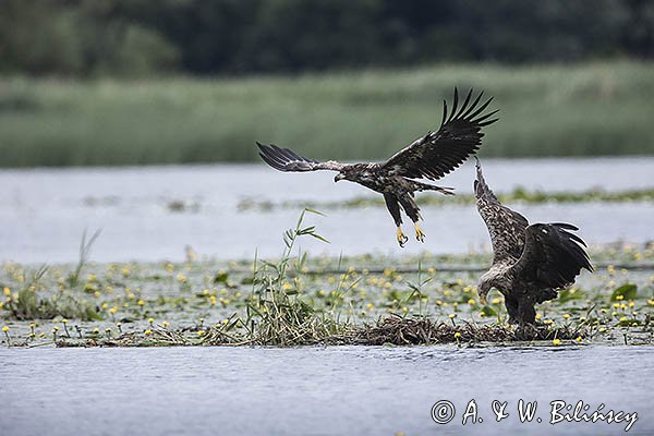 Bieliki, Haliaetus albicilla