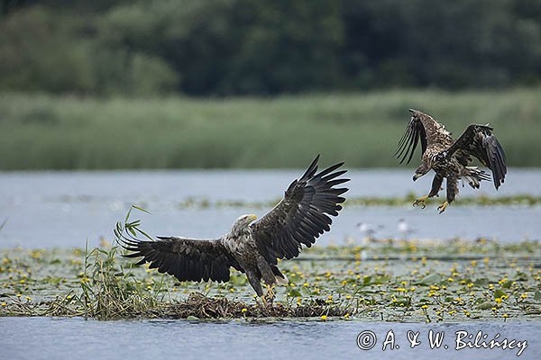 Bieliki, Haliaetus albicilla