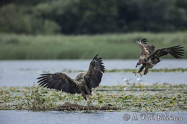 Bieliki, Haliaetus albicilla